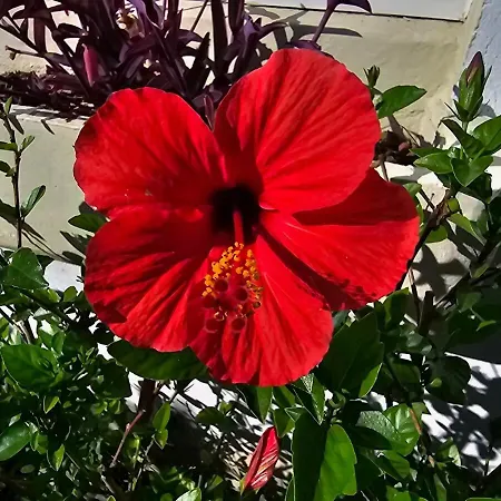 : Charmante Maison Et Jardin Arbore En 4* Montpellier