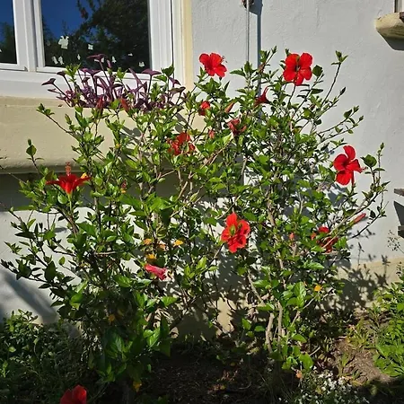 : Charmante Maison Et Jardin Arbore En 4* Montpellier